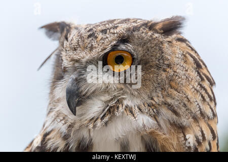 Eagle owl à crag cave la fauconnerie Banque D'Images