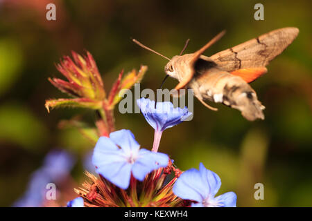 Humming Bird Hawk-moth Macroglossum stellatarum, vol, en se nourrissant de la fleur de Ceratostigma willmottianum Banque D'Images