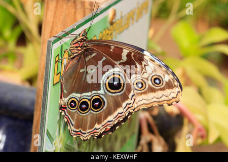 Face inférieure d'un papillon Morpho Bleu, Morpho peleides, montrant des taches oculaires Banque D'Images