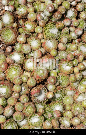 Tapis de rosettes propagation de la succulente cobweb houseleek Sempervivum arachnoideum, Banque D'Images