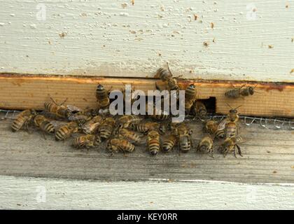 Les abeilles se rassemblent à leur entrée de la ruche Banque D'Images