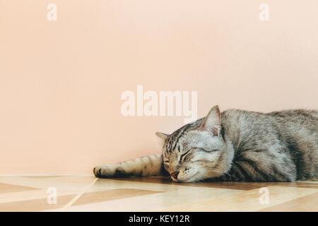 American Shorthair chat dormir sur le plancher avec orange wall dans de beaux prix. vintage style photographique et cinématographique avec copyspace. Banque D'Images