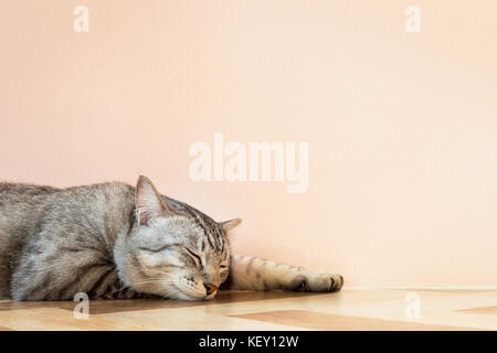 American Shorthair chat dormir sur le plancher avec orange wall dans de beaux prix. vintage style photographique et cinématographique avec copyspace. Banque D'Images