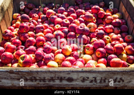 Récipient en bois plein de pommes rouges bien mûrs Banque D'Images