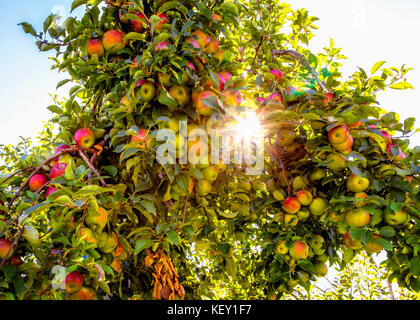 Le soleil brille à travers dans le pommier avec pommes rouges bien mûrs Banque D'Images