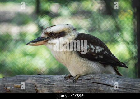 Laughing Kookaburra reposant sur des oiseaux en direction zoo Banque D'Images