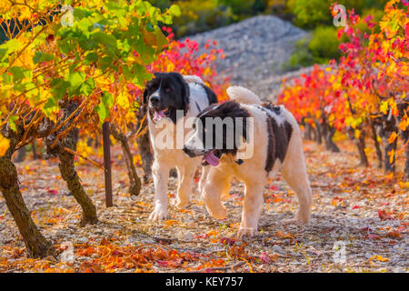 Chiot Chien landseer en automne Banque D'Images