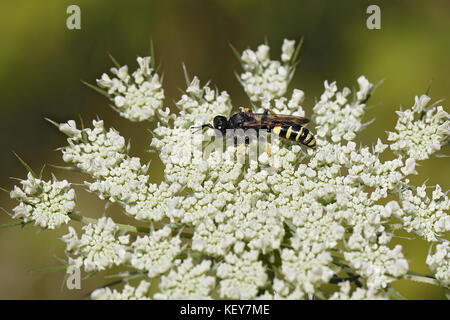 Digger, au corps allongé (WASP) cribrarius umbellifer Crabro sur fleur meadow Cheshire UK Août 56797 Banque D'Images