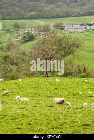 Paysage Cotswold : moutons blancs et les jeunes agneaux de printemps dans un champ près de Snowshill dans campagne vallonnée dans les Cotswolds Gloucestershire au printemps Banque D'Images