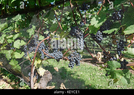 Vignoble dans la vallée de l'Annapolis, Nouvelle-Écosse Banque D'Images