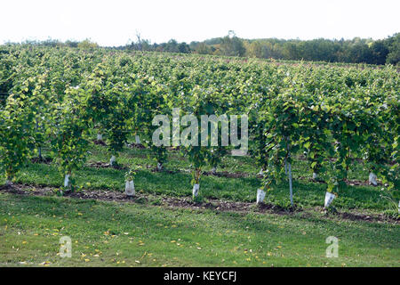 Vignoble dans la vallée de l'Annapolis, Nouvelle-Écosse Banque D'Images