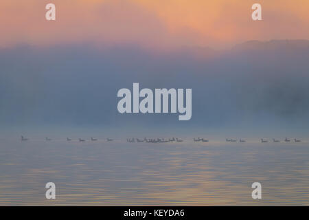 Canards flotter le long d'un lac calme comme le brouillard se lèvera le matin au début de l'automne à silver lake, Castille, ny Banque D'Images