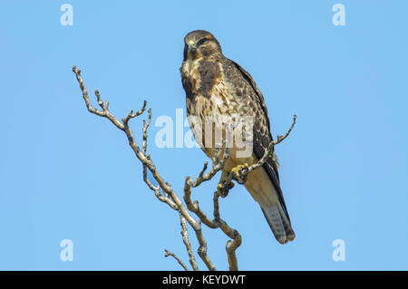 Buse de Swainson Buteo swainsoni sierra vista, Arizona, united states 5 septembre 2012 morph intermédiaire juvénile accipitridae. Banque D'Images