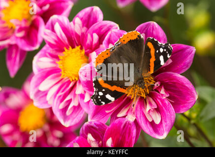 L'amiral rouge papillon sur fleur dahlia Banque D'Images