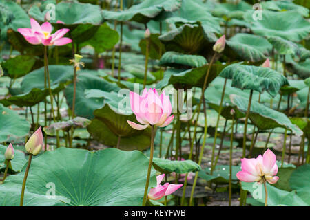 fleur de Lotus Banque D'Images