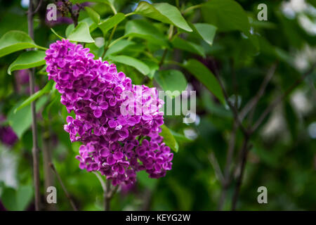 Lilas commun dans diverses positions Banque D'Images