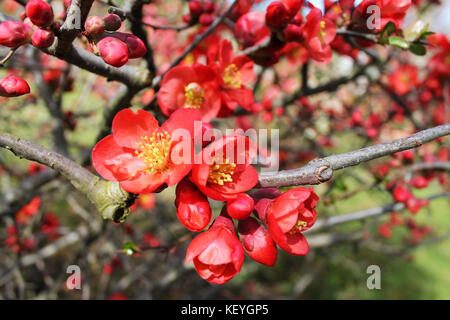 Fleurs de flowering quince Banque D'Images