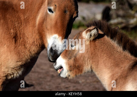 Chevaux de Przewalski, mère Jument et poulain. Également connu sous le nom de cheval sauvage de Mongolie ou dzungarian cheval, est une sous-espèce rare et menacée de Wild Horse. Banque D'Images