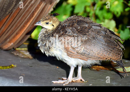 Pavo cristatus (paons indiens) chick Banque D'Images