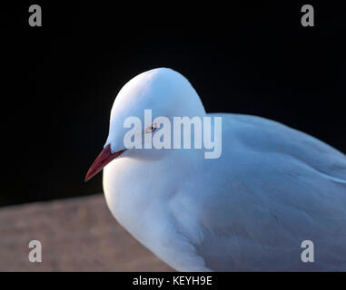 Close-up of a red-billed gull (chroicocephalus novaehollandiae scopulinus), au bord du lac de Rotorua, Nouvelle-Zélande Banque D'Images