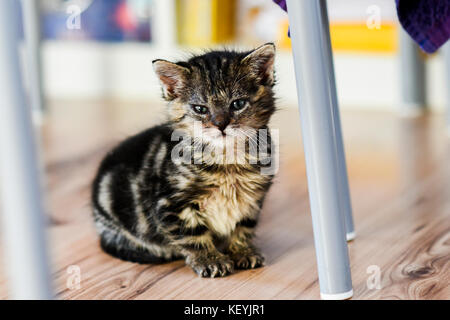 Un mignon petit chaton assis sur le sol à la maison. Banque D'Images