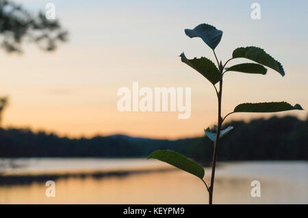 La nature s'élève au-dessus le reste de superviser un magnifique lac alors que le soleil se trouve sur la limite des arbres Banque D'Images