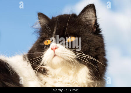 Du noir et blanc portrait curieux persian kitty cat donne par derrière avec le fond de ciel bleu. Banque D'Images