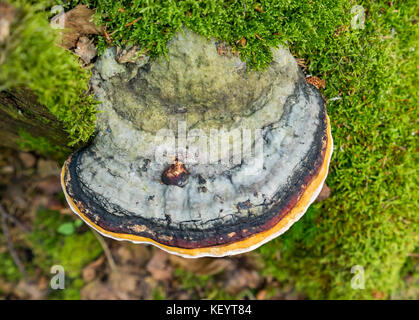 Detail shot montrant un champignon Amadou vu de dessus Banque D'Images