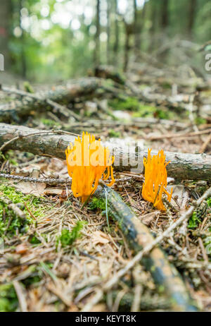 Low angle shot d'un orange corail champignons dans une ambiance forestière Banque D'Images