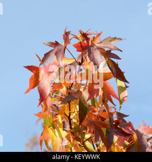 Feuilles de couleur vive et vive (liquidambar styraciflua) en automne Banque D'Images