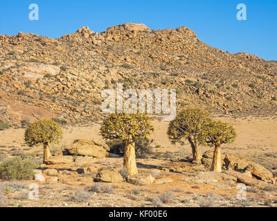 Kokerboom ou carquois arbres poussant dans la réserve naturelle goegap dans la province du Cap du nord de l'Afrique du Sud. Banque D'Images