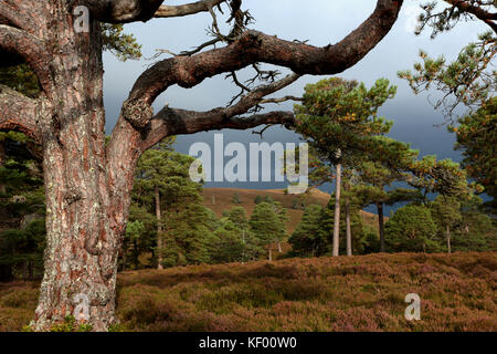 Pins sylvestres, un conifère fait partie de la forêt écossaise, dans le parc national de Cairngorms, mar lodge estate, Braemar, aberdeenshire, Scotland Banque D'Images