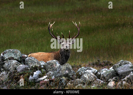 Red Deer (Cervus elaphus, Glen muick, dans le parc national de Cairngorms, en Écosse. pâturage tôt le matin derrière une digue de pierres sèches, douze a fait des bois Banque D'Images