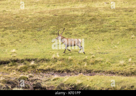 Red Deer cerf (Cervus elaphus scoticus) dans la nature. Banque D'Images