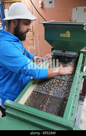 Coffee Bean machine de tri, El Trapiche (sucrerie) visite de la ferme, près de Santa Elena, province de Guanacaste, Costa Rica, Amérique Centrale Banque D'Images