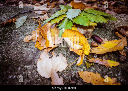 Et de feuilles mortes, des glands dans la forêt Banque D'Images