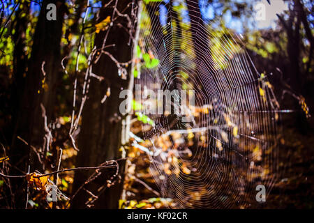 Spider web parmi les arbres, éclairé par les rayons de soleil Banque D'Images