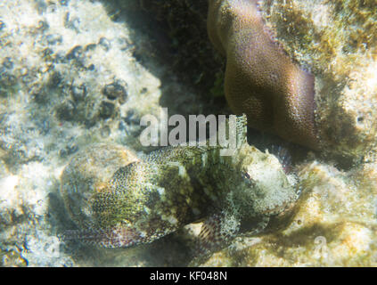 Salarias fasciatus poisson vue rapprochée Banque D'Images