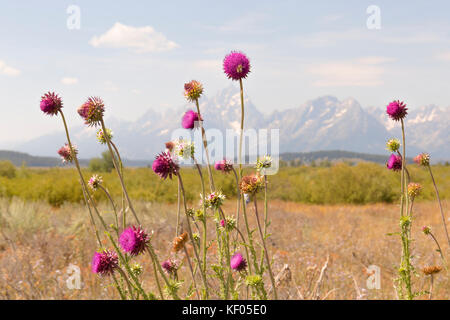 Fleurs sauvages dans les tetons, Wyoming Banque D'Images