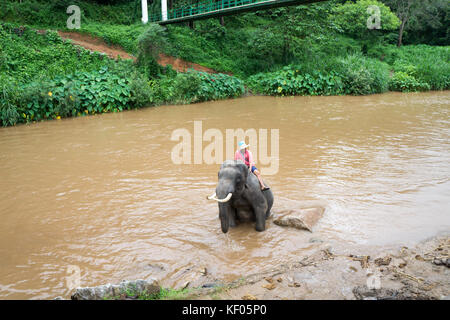 Visite à l'maetaeng elephant park - mae taeng. mae taeng est une ville 40 km au nord de Chiang Mai. Banque D'Images