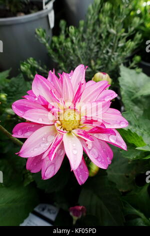 Dahlia x hybrida ou connu sous le nom de dahlia en pleine floraison après la pluie Banque D'Images