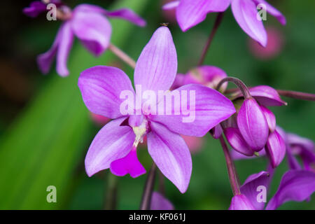 Visite à la sai nam phung orchid - Mae Rim chiang mai. Banque D'Images