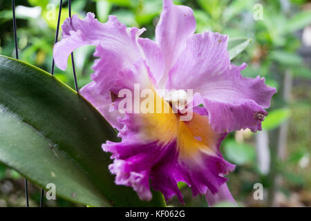 Visite à la sai nam phung orchid - Mae Rim chiang mai. Banque D'Images