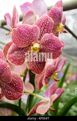 Visite à la sai nam phung orchid - Mae Rim chiang mai. Banque D'Images