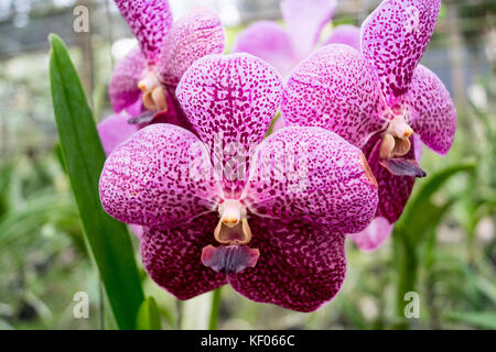 Visite à la sai nam phung orchid - Mae Rim chiang mai. Banque D'Images