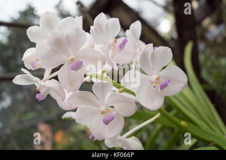 Visite à la sai nam phung orchid - Mae Rim chiang mai. Banque D'Images