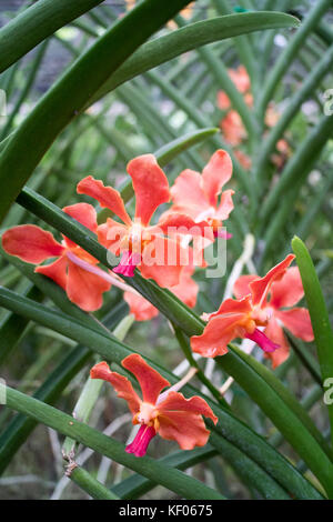 Visite à la sai nam phung orchid - Mae Rim chiang mai. Banque D'Images