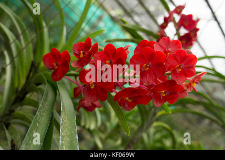 Visite à la sai nam phung orchid - Mae Rim chiang mai. Banque D'Images