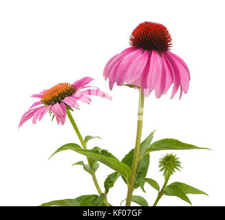 Pink coneflowers (échinacée) isolé sur fond blanc Banque D'Images