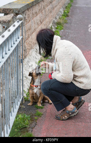 Alimentation propriétaire petit mignon chien un régal Banque D'Images
